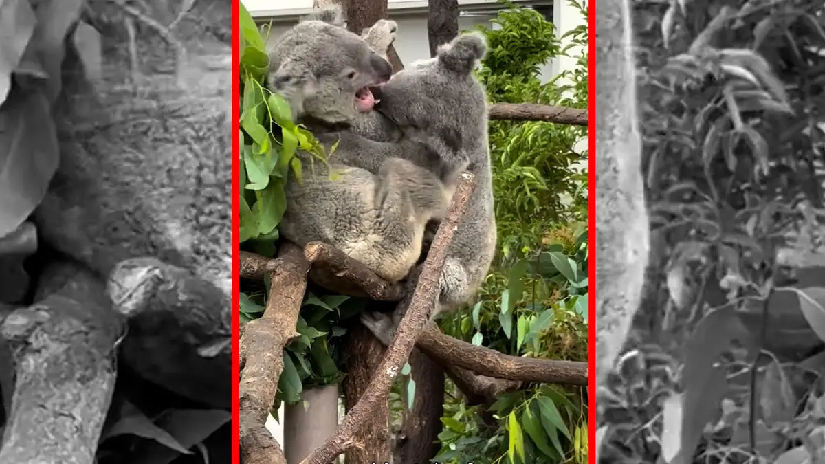 فیلم درگیری شدید بین کوالا ها