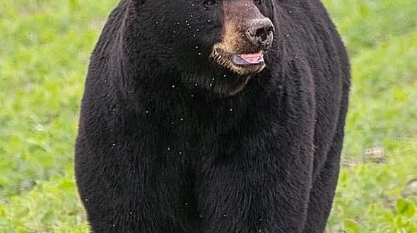 از قدرت باورنکردنی خرس سیاه در جابه جایی بوفالو تا حمله سگ گله به گراز 