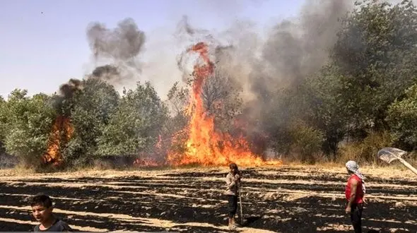 سجادی: آتش زدن های عمدی مزارع و مراتع عامل حریق در عرصه های طبیعی /حکم متخلفان،نهایت 5 سال حبس