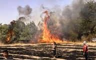 سجادی: آتش زدن های عمدی مزارع و مراتع عامل حریق در عرصه های طبیعی /حکم متخلفان،نهایت 5 سال حبس
