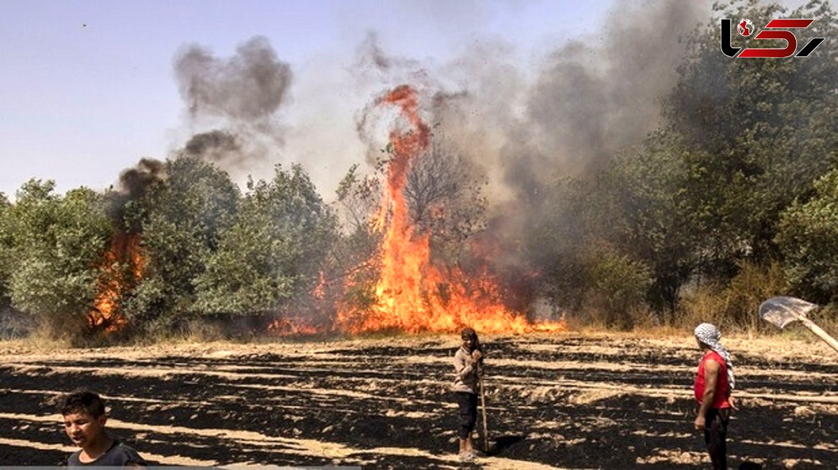 سجادی: آتش زدن های عمدی مزارع و مراتع عامل حریق در عرصه های طبیعی /حکم متخلفان،نهایت 5 سال حبس