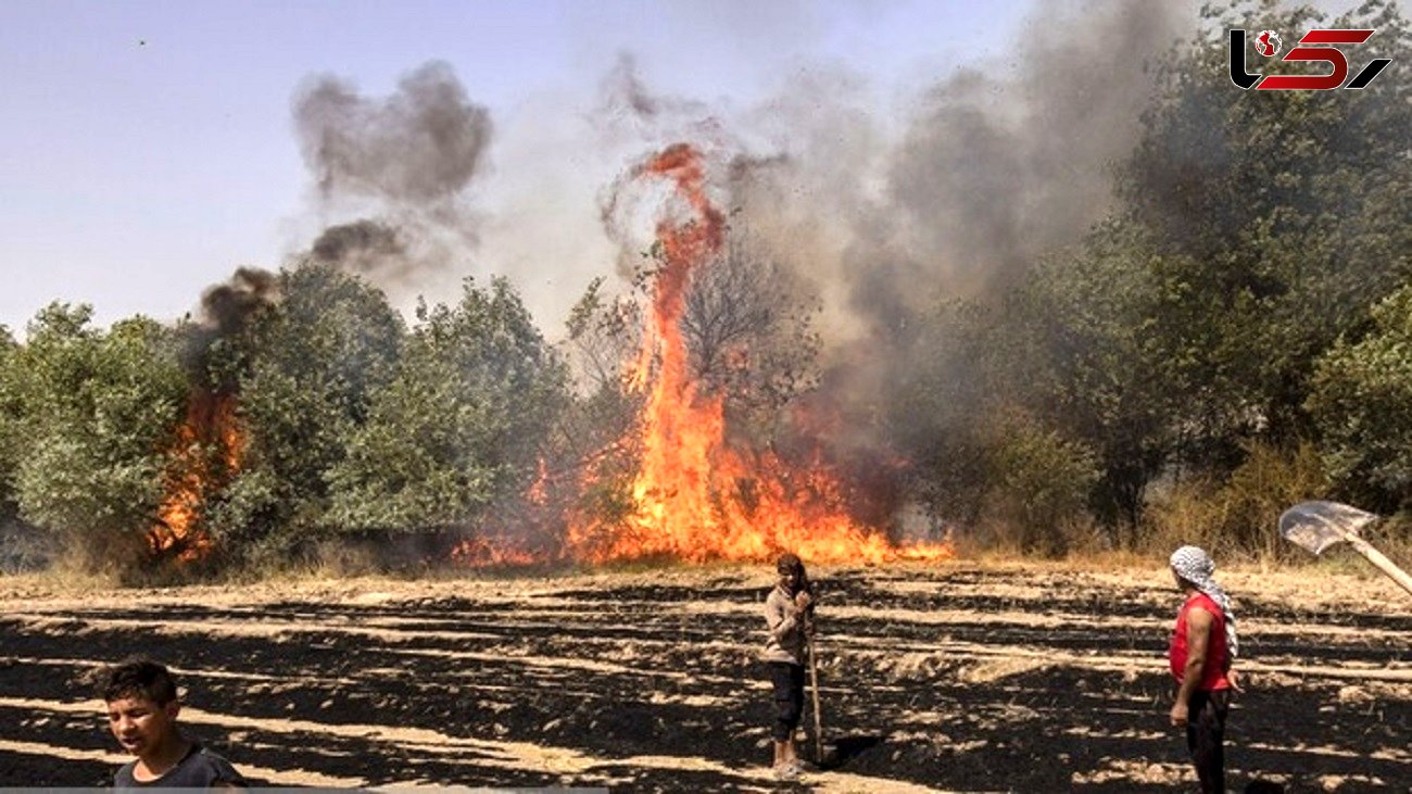 سجادی: آتش زدن های عمدی مزارع و مراتع عامل حریق در عرصه های طبیعی /حکم متخلفان،نهایت 5 سال حبس