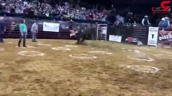 حمله وحشتناک گاو خشمگین به 3 مرد + فیلم