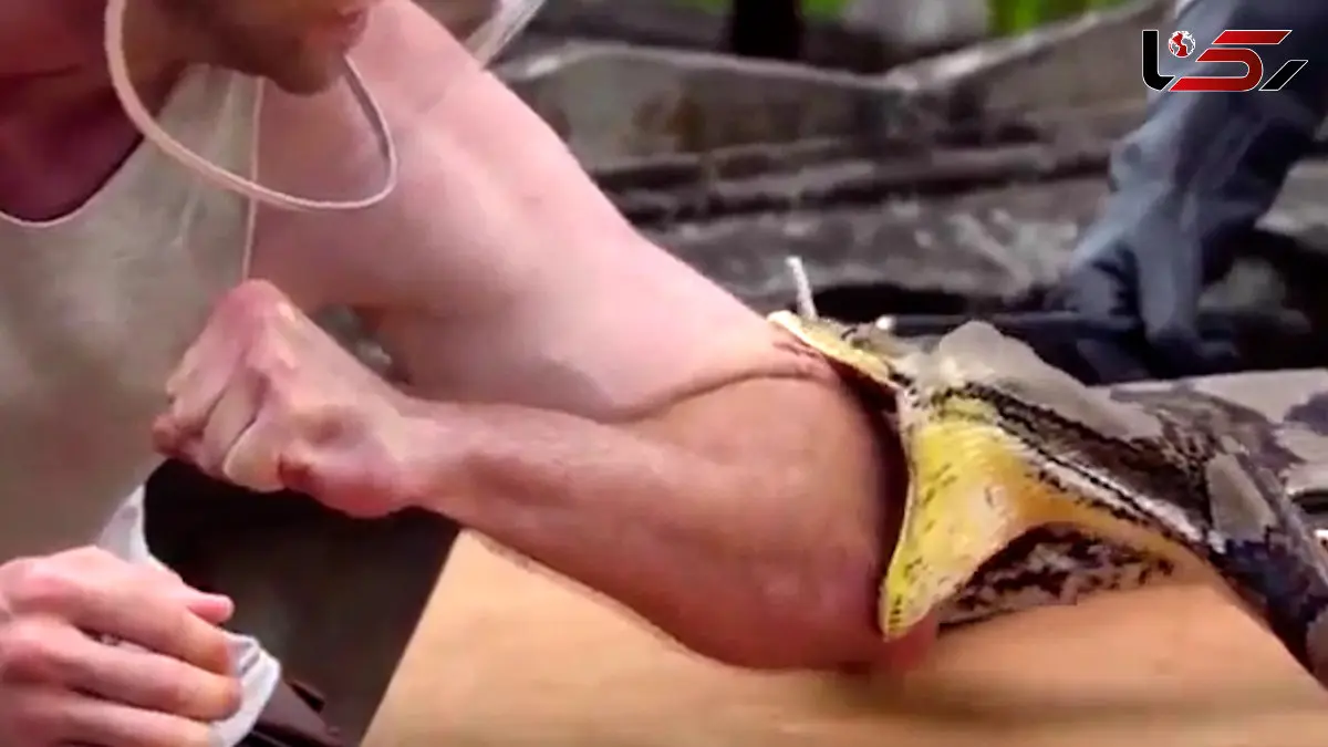 فیلم اقدام وحشتناک زیست شناس در برابر مار غول پیکر