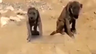 فیلم / این حیوان شیر سگ است ؟ / در عراق مشاهده شد! / عجیب اما واقعی