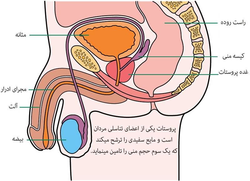 پروستات