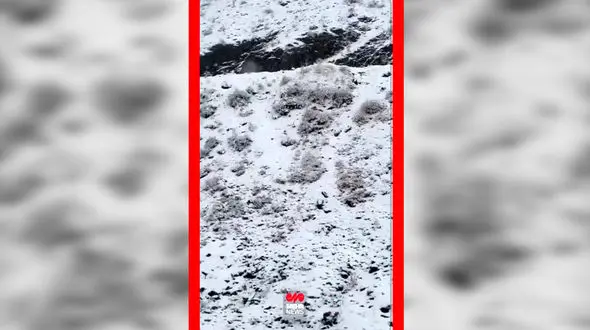 فیلم سفید پوش شدن جاده چالوس با بارش برف