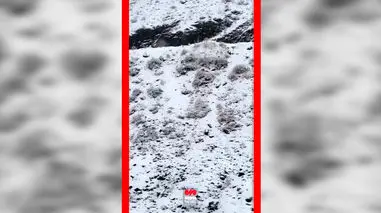 فیلم سفید پوش شدن جاده چالوس با بارش برف