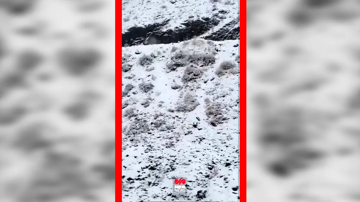 فیلم سفید پوش شدن جاده چالوس با بارش برف