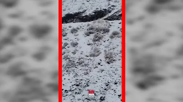 فیلم سفید پوش شدن جاده چالوس با بارش برف