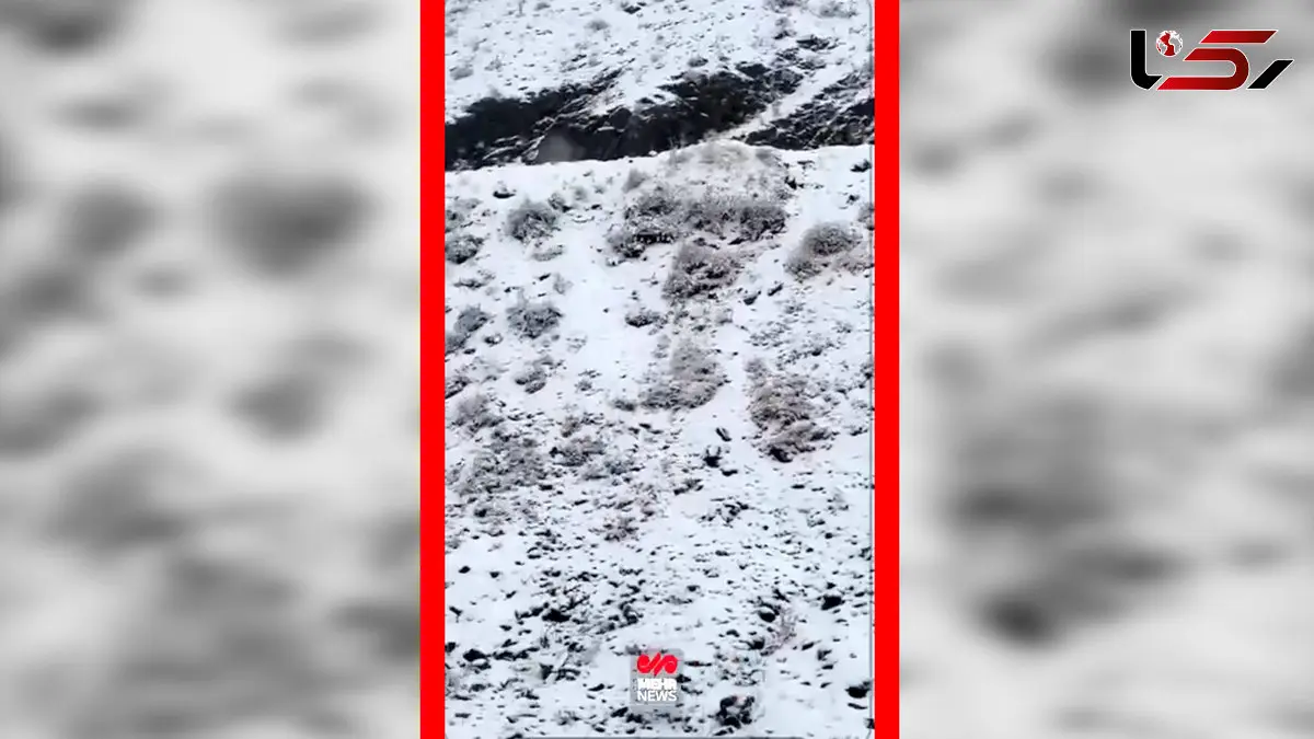 فیلم سفید پوش شدن جاده چالوس با بارش برف