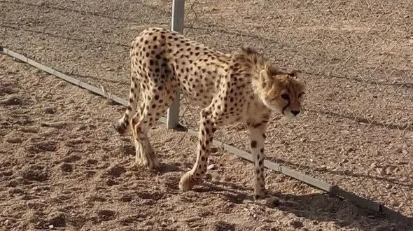 بهبودی دلبر پس از ابتلا به کلسی‌ویروس