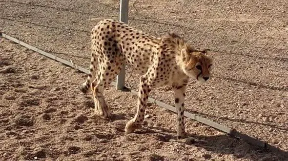 بهبودی دلبر پس از ابتلا به کلسی‌ویروس