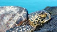 زنگ خطر انقراض لاک پشت های دریایی در ایران به صدا درآمد