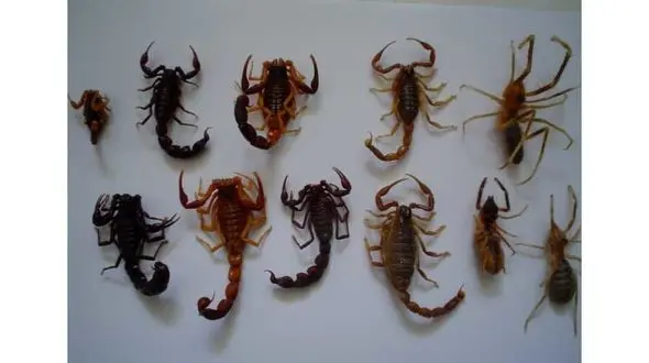 خوزستان، رکورد دار بیشترین گزیدگی جانوران سمی