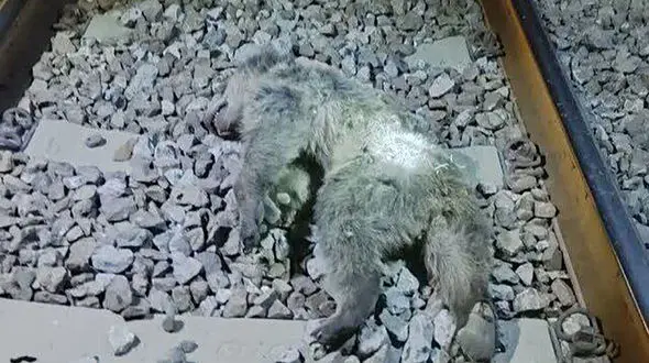 تلف شدن ۲ توله خرس بر اثر برخورد با قطار