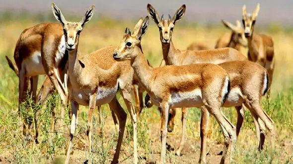 گوشت آهو هم به بازار آمد / شکارچیان به جان آهوها افتادند!