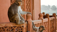 مرگ وحشتناک 2 مرد پس از حمله میمون ها + عکس / هند