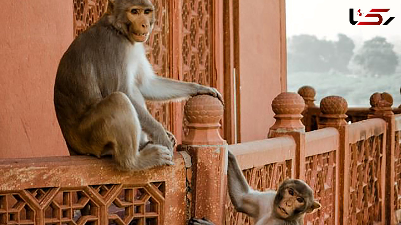 مرگ وحشتناک 2 مرد پس از حمله میمون ها + عکس / هند