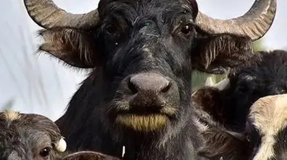 از حمله گاومیش به ماشین تا زیبایی های حیات وحش