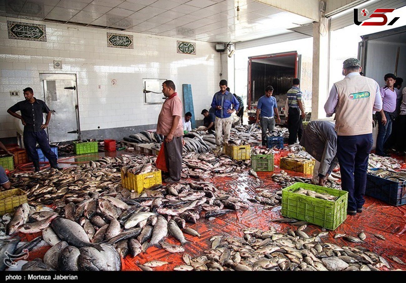 قیمت جدید انواع ماهی در بازار اعلام شد