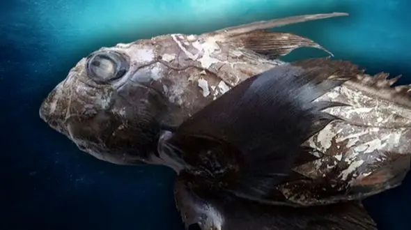 شگفتی و شوک در دنیای زیر آب؛ شبح کوسه مخوف کشف شد!