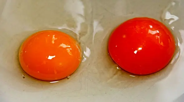 راز درون این تخم مرغ چیست؟+ فیلم