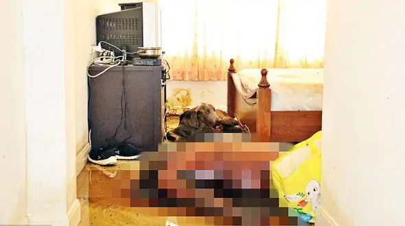 سگی گرسنه صورت جسد صاحبش را خورد + تصاویر