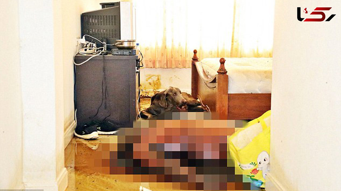 سگی گرسنه صورت جسد صاحبش را خورد + تصاویر