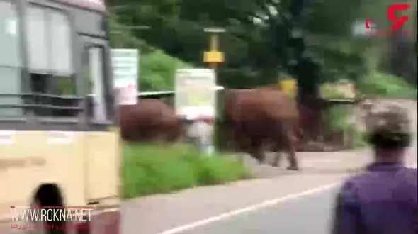 ورود گله فیل ها به داخل یک اتوبان+فیلم