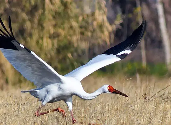 پایان امید؛ وقتی آخرین پرنده یک نسل در آسمان ایران خاموش شد / گله غربی درناهای سیبری تمام شد! + جدول 