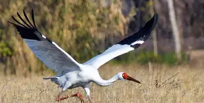 پایان امید؛ وقتی آخرین پرنده یک نسل در آسمان ایران خاموش شد / گله غربی درناهای سیبری تمام شد! + جدول 