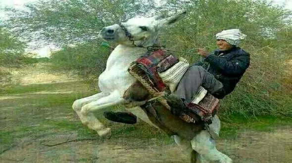 فیلم آواز شاد / حماسه مرد ی با  الاغش با رقص فضایی  ! / ببینی دیگه به خر نمیگی حرف گوش نکن !