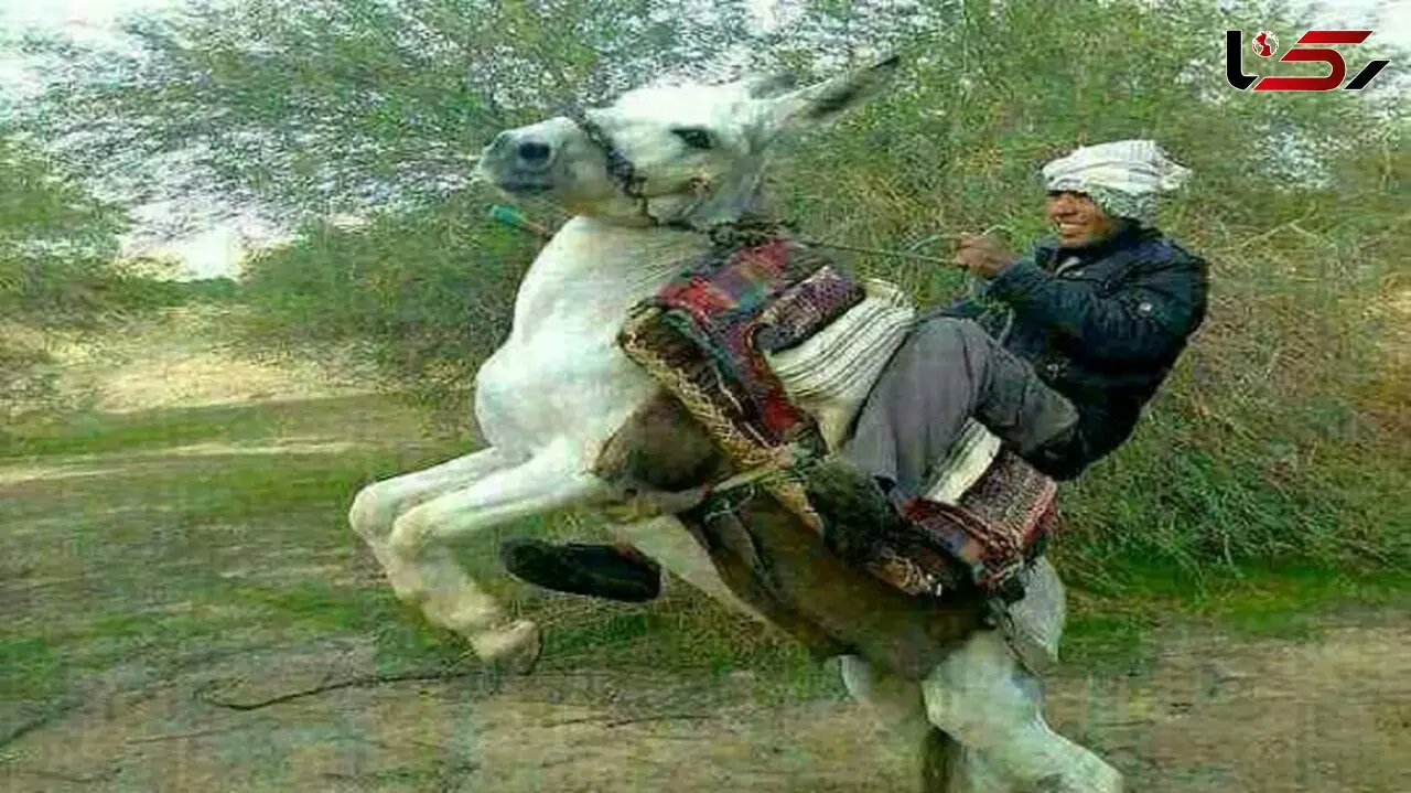 فیلم آواز شاد / حماسه مرد ی با  الاغش با رقص فضایی  ! / ببینی دیگه به خر نمیگی حرف گوش نکن !