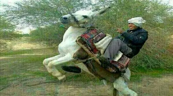 فیلم آواز شاد / حماسه مرد ی با  الاغش با رقص فضایی  ! / ببینی دیگه به خر نمیگی حرف گوش نکن !