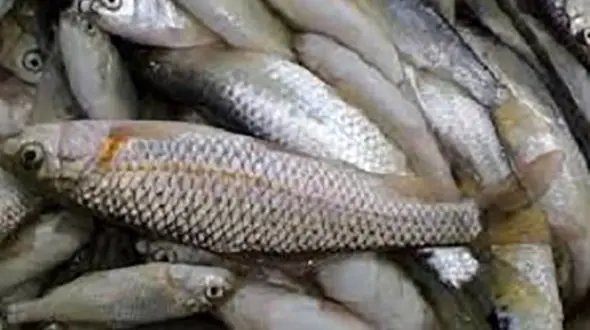 کشف ماهی های بدون مجوز در آستارا