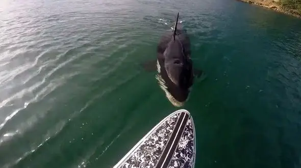 وقتی نهنگ قاتل منتظر ورود موج سوار به داخل آب است + فیلم