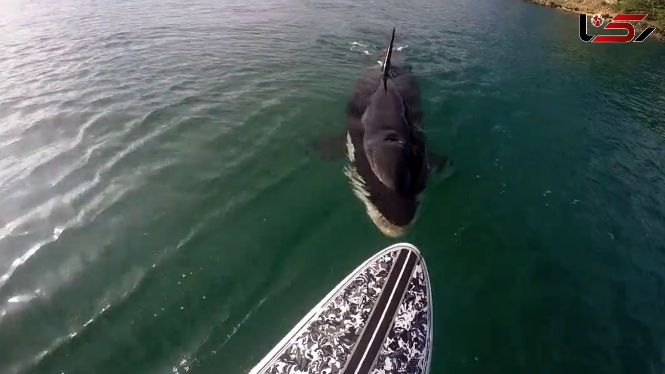 وقتی نهنگ قاتل منتظر ورود موج سوار به داخل آب است + فیلم