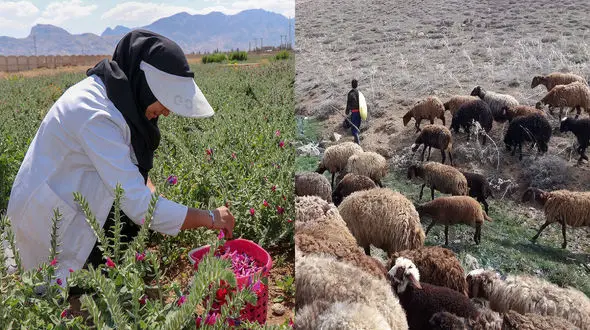 کشت گیاهان دارویی، شغل جایگزین پولساز برای دامداری سنتی/ چرای مازاد بر پروانه و فروش مرتع جرم است