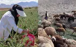 کشت گیاهان دارویی، شغل جایگزین پولساز برای دامداری سنتی/ چرای مازاد بر پروانه و فروش مرتع جرم است