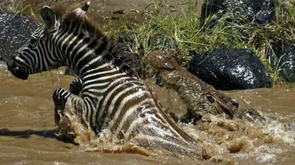 ببینید / مبارزه جانانه گورخر در مقابل حمله گروهی تمساح‌ها + فیلم