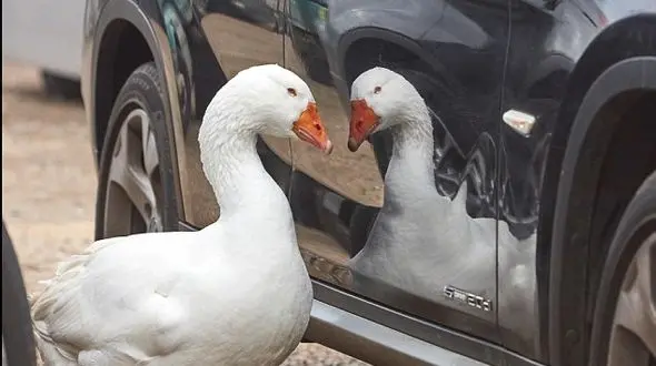 وقتی غاز شیفته تصویر خود در آئینه می شود+ عکس 