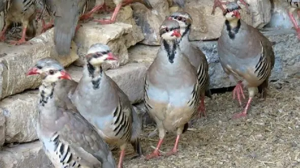 کشف  36 قطعه پرنده وحشی در خواف / شکارچیان دستگیر شدند