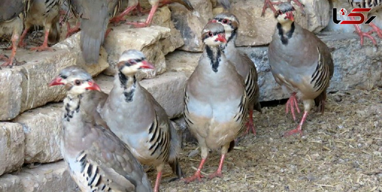 کشف  36 قطعه پرنده وحشی در خواف / شکارچیان دستگیر شدند
