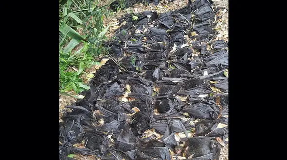 لاشه صد خفاش در حیاط این زن چه کار می کرد؟ تصاویر