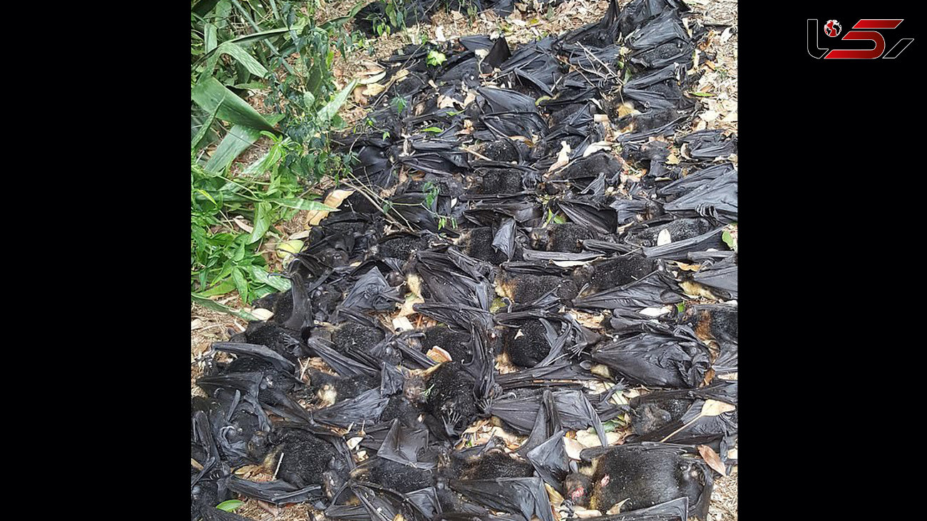 لاشه صد خفاش در حیاط این زن چه کار می کرد؟ تصاویر