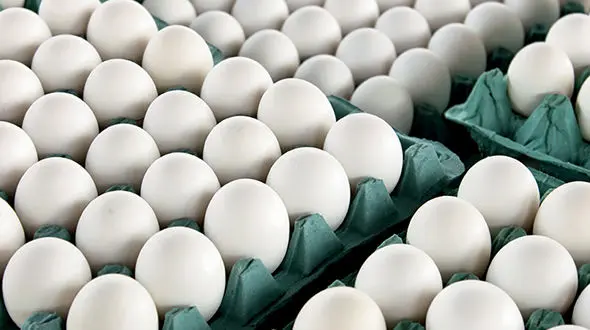 قیمت تخم مرغ کاهش یافت