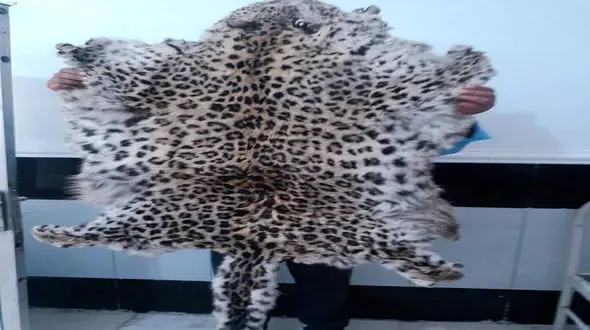 پوست پلنگ را در زابل قلفتی کندند / بازداشت متهم