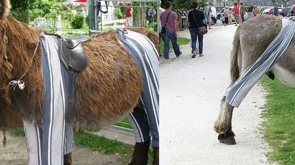 جزیره رئا در فرانسه ، روستایی توریستی که پر از الاغ های پیژامه پوش است! 