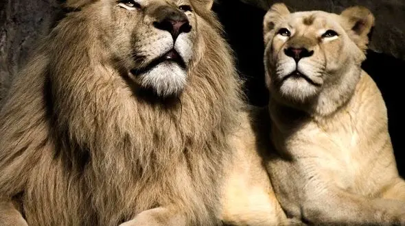 از زیبایی های طبیعت تا عشق و علاقه حیوانات وحشی